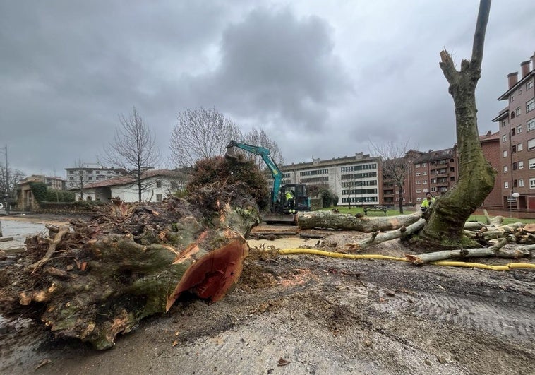 Accidentada tala de un enorme árbol en Pola de Siero: cae, golpea a otro y revienta una tubería de agua